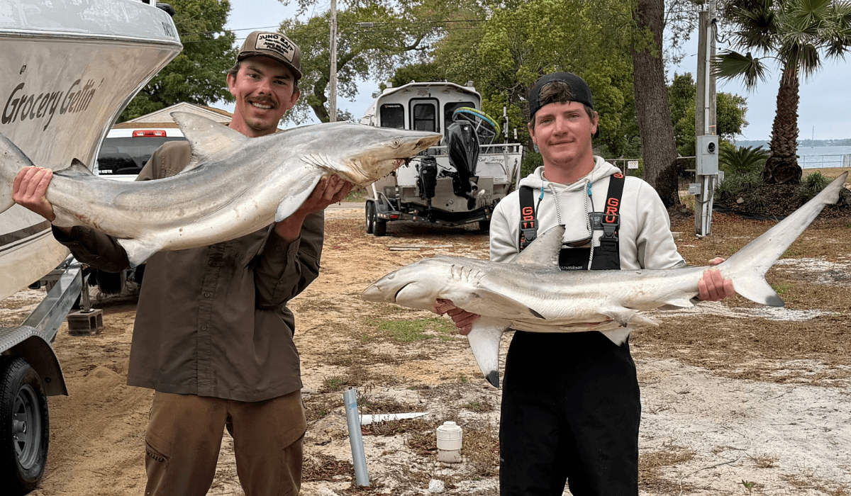 6-Hour Shark Fishing Adventure