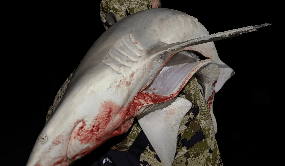 10-Hour Ultimate Shark Fishing Adventure